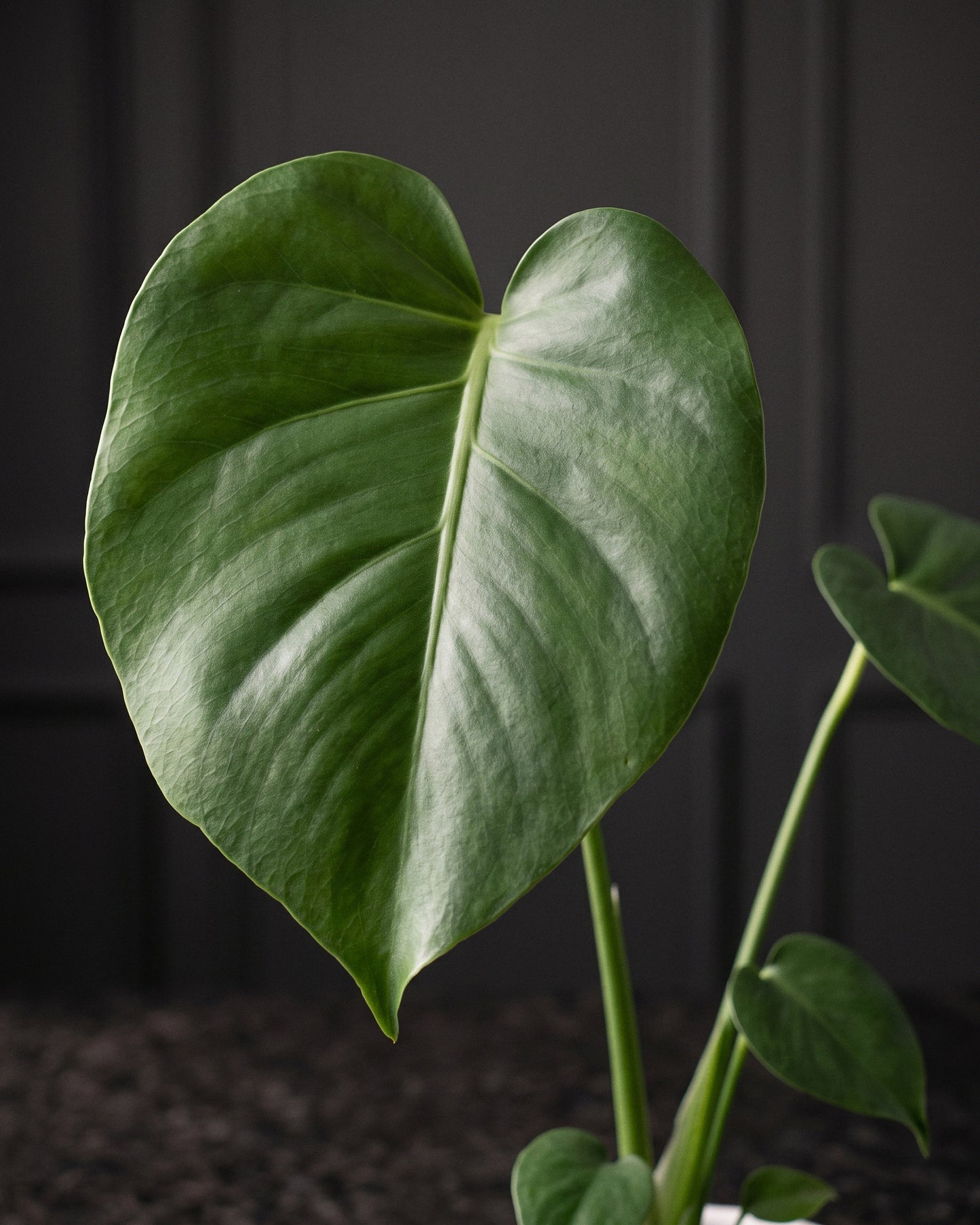 Close detail of a Monstera Deliciosa leaf