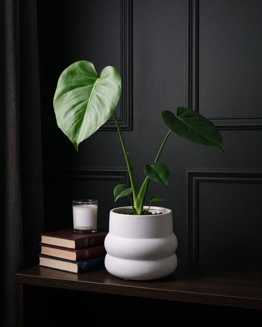 Monstera Deliciosa in a speckled white pot on a dark timber shelf