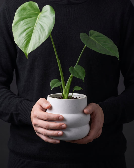 Monstera Deliciosa in a speckled white pot held in two hands
