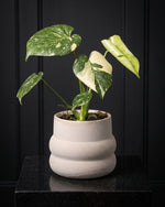 Monstera Thai Constellation in a sandstone pot on a charcoal plinth