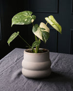 Monstera Thai Constellation in a sandstone pot on charcoal linen