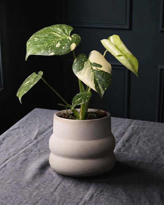 Monstera Thai Constellation in a sandstone pot on charcoal linen
