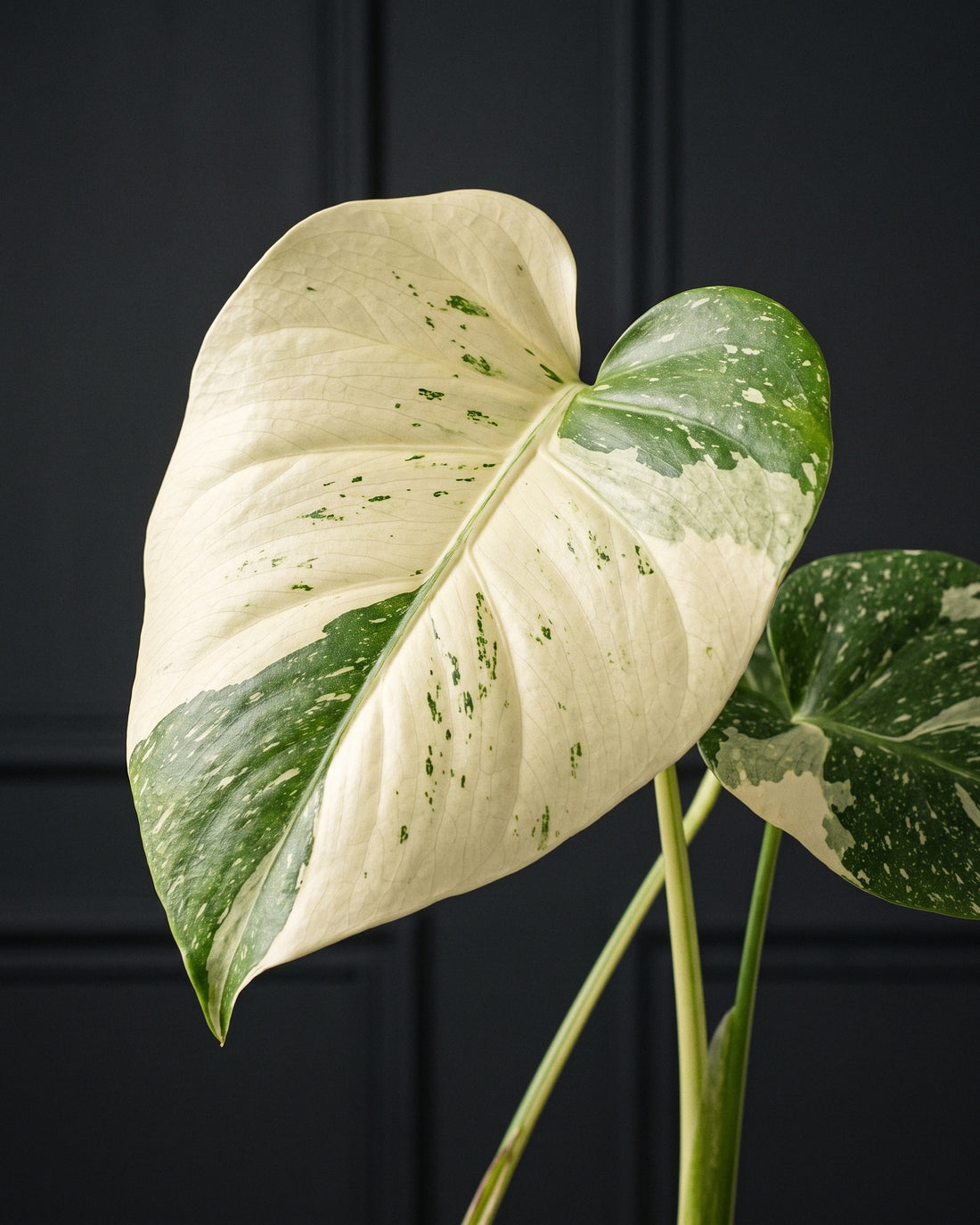 Close detail of a variegated Monstera Thai Constellation leaf