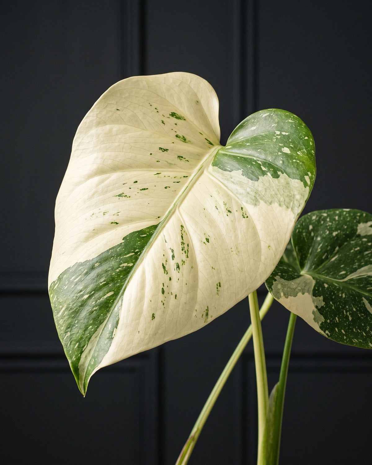 Close detail of a variegated Monstera Thai Constellation leaf
