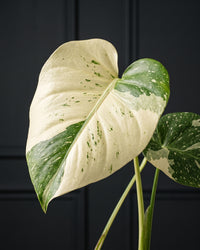 Close detail of a variegated Monstera Thai Constellation leaf