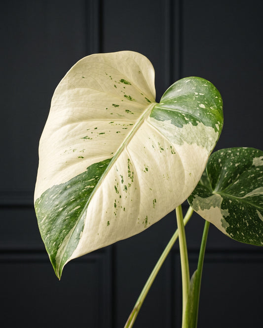 Close detail of a variegated Monstera Thai Constellation leaf