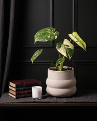 Monstera Thai Constellation in a sandstone pot on a dark timber shelf