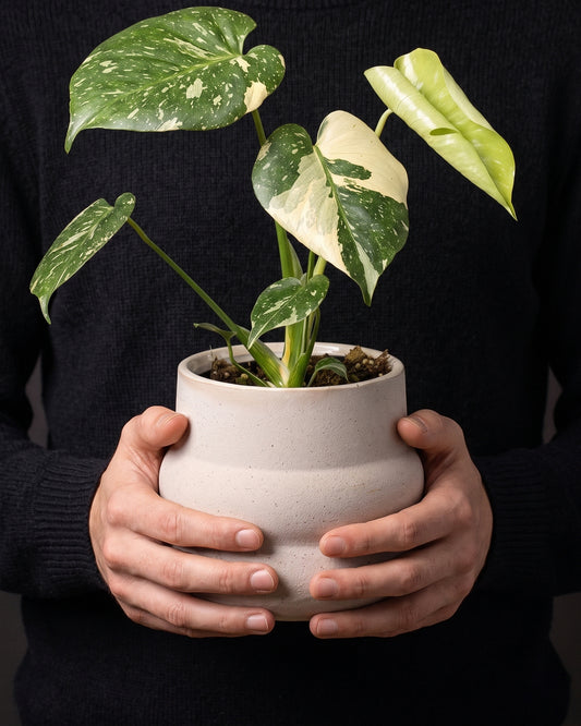 Monstera Thai Constellation in a sandstone pot held in two hands