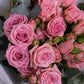 Palermo Spray Roses