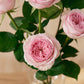 Pink Roses in Balloon Glass Vase