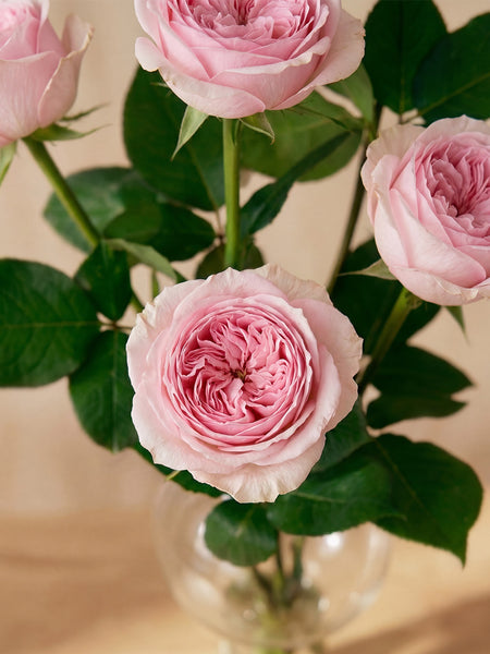 Pink Roses in Balloon Glass Vase