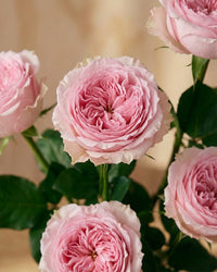 Pink Roses in Balloon Glass Vase