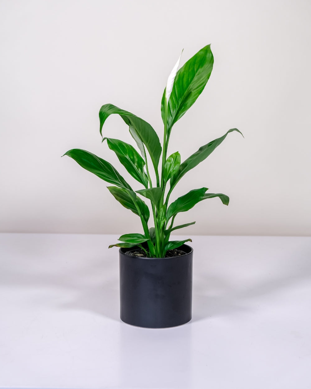 Peace Lily in Black Pot – 120mm