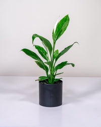 Peace Lily in Black Pot – 120mm