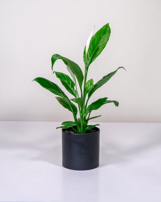 Peace Lily in Black Pot – 120mm