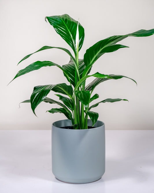 Peace Lily in Sage Green Pot – 170mm