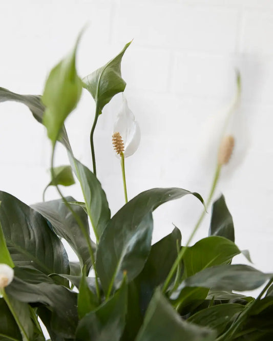 Peace Lily in Light Green Pot (190mm)