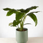Peace Lily “Sensation” in Dark Green Pot (240mm)