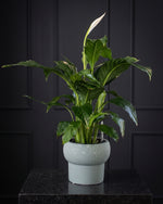 Peace Lily in a sage speckled pot on a charcoal plinth