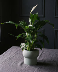 Peace Lily in a sage speckled pot on charcoal linen