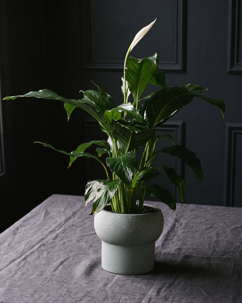 Peace Lily in Sage Pot