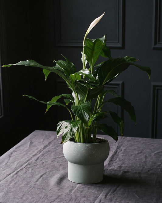Peace Lily in a sage speckled pot on charcoal linen