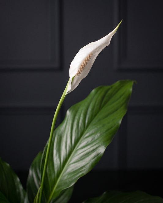Close detail of a Peace Lily white spathe