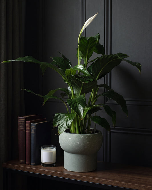 Peace Lily in a sage speckled pot on a dark timber shelf