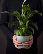 Peace Lily in a sage speckled pot held in two hands
