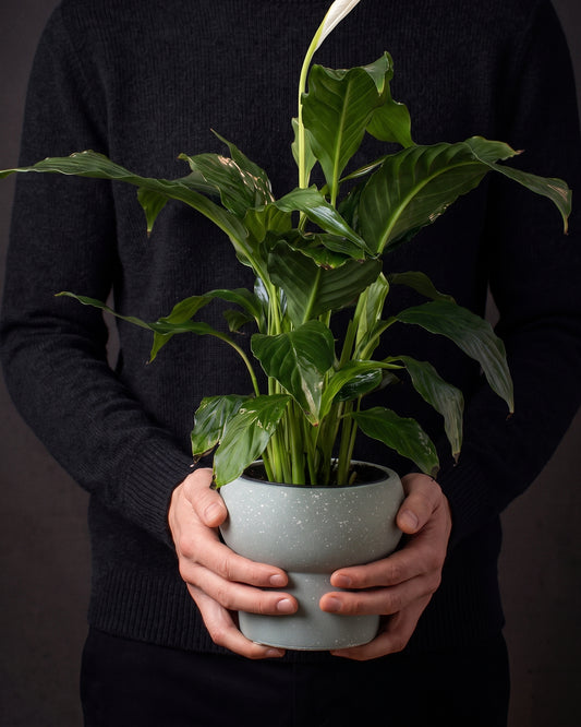 Peace Lily in a sage speckled pot held in two hands