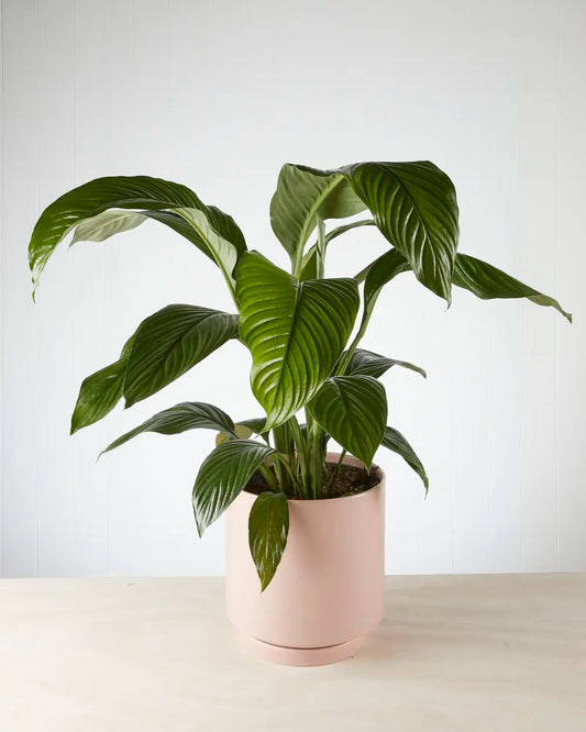 Peace Lily “Sensation” in Pink Pot (240mm)