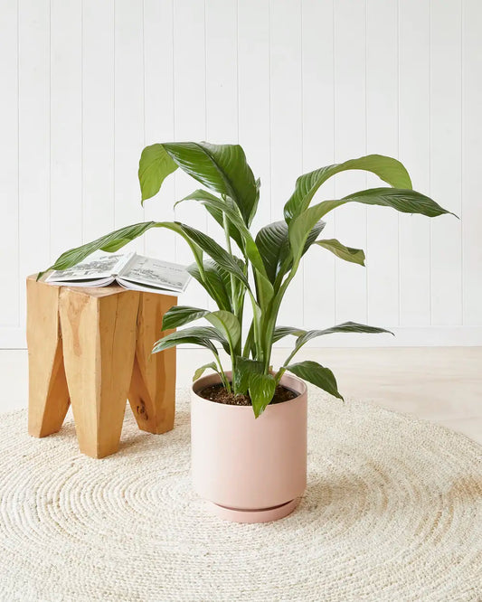 Peace Lily “Sensation” in Pink Pot (240mm)