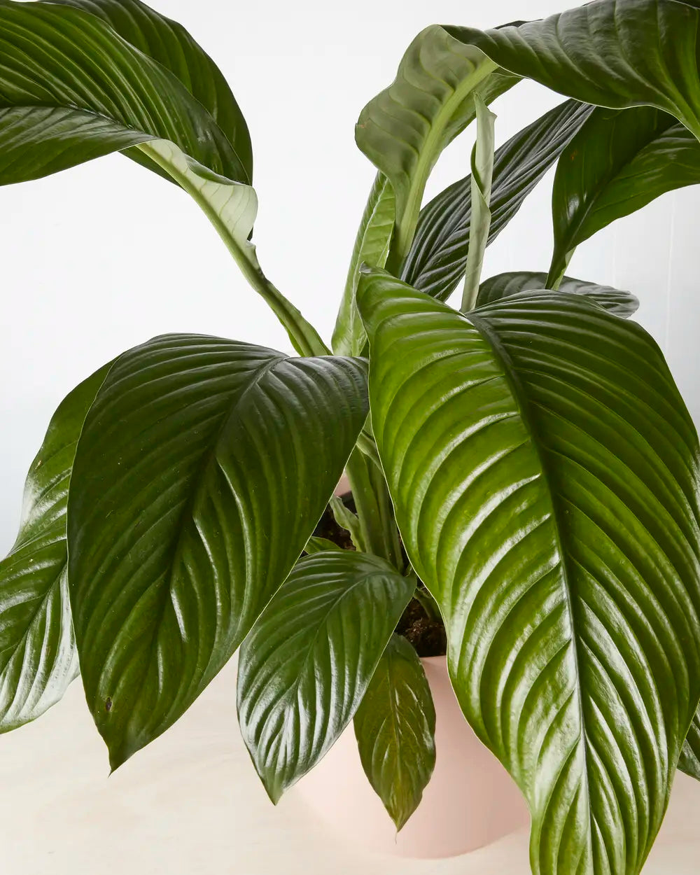 Peace Lily “Sensation” in Pink Pot (240mm)