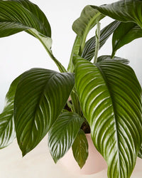 Peace Lily “Sensation” in Pink Pot (240mm)