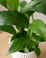 Peace Lily in Podium Pot