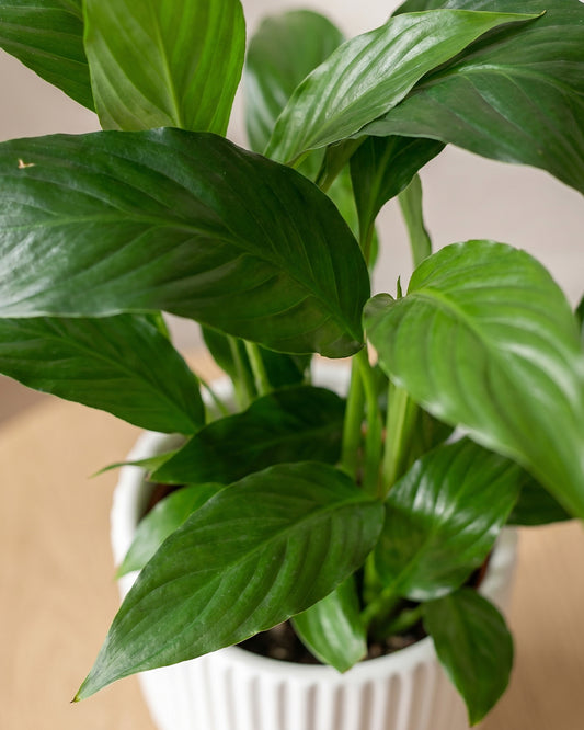 Peace Lily in Podium Pot