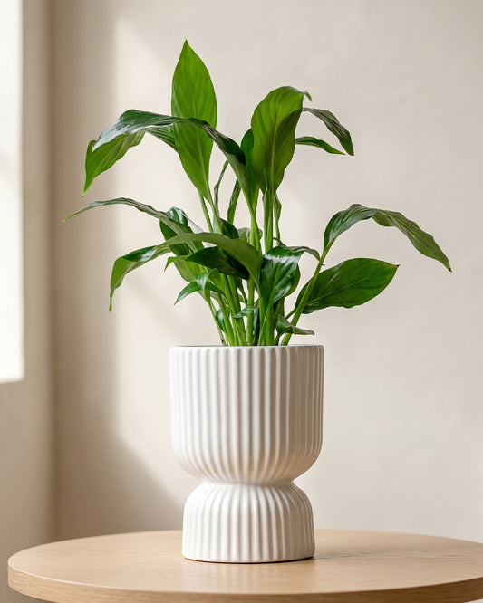 Peace Lily in Podium Pot