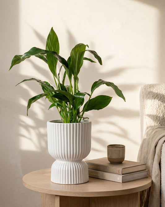 Peace Lily in Podium Pot