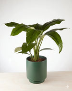 Peace Lily Sensation in a dark moss green pot, 240mm