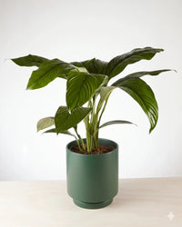 Peace Lily Sensation in a dark moss green pot, 240mm