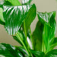 Peace Lily in Podium Pot
