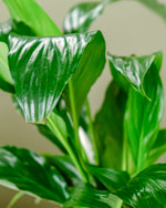 Peace Lily in Podium Pot