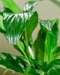 Peace Lily in Podium Pot