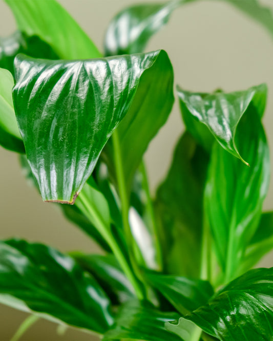 Peace Lily in Podium Pot