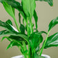 Peace Lily in Podium Pot