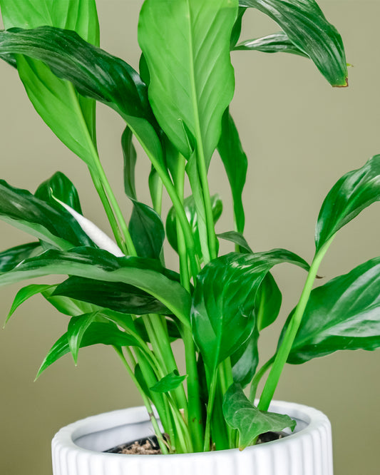 Peace Lily in Podium Pot