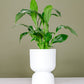 Peace Lily in Podium Pot