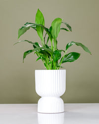 Peace Lily in Podium Pot