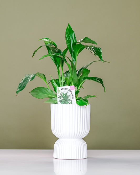 Devil's Ivy in Podium Pot