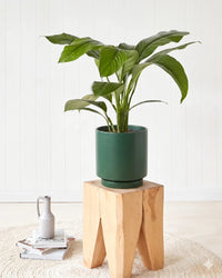 Peace Lily Sensation in a dark moss green pot, 240mm